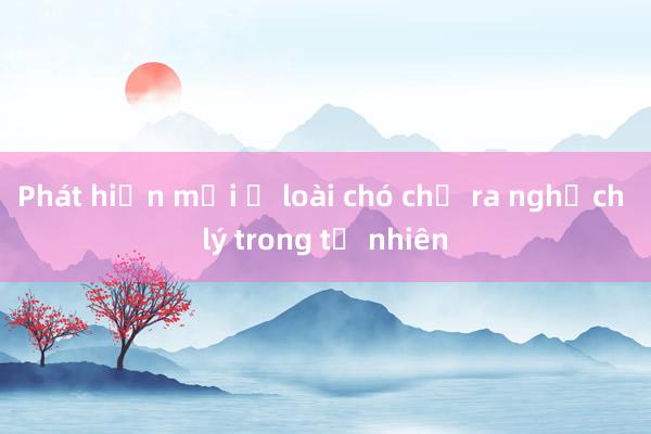 Phát hiện mới ở loài chó chỉ ra nghịch lý trong tự nhiên